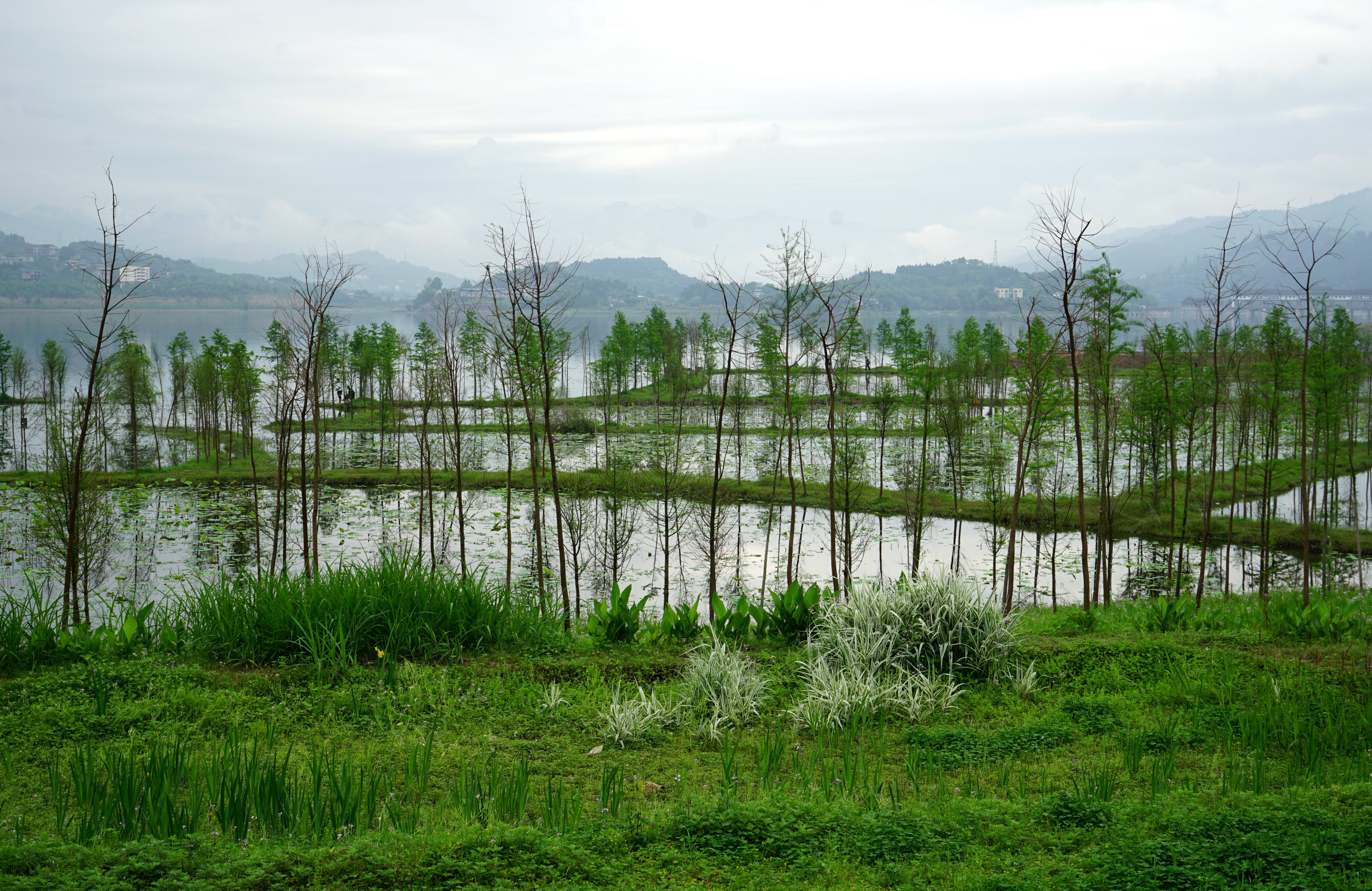 林泽-基塘复合系统（重庆开州区汉丰湖芙蓉坝）.JPG